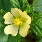 SIDA RHOMBIFOLIA