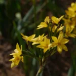 SISIRINCHIUM PALMIFOLIUM
