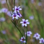 SISIRINCHIUM PLATENSE