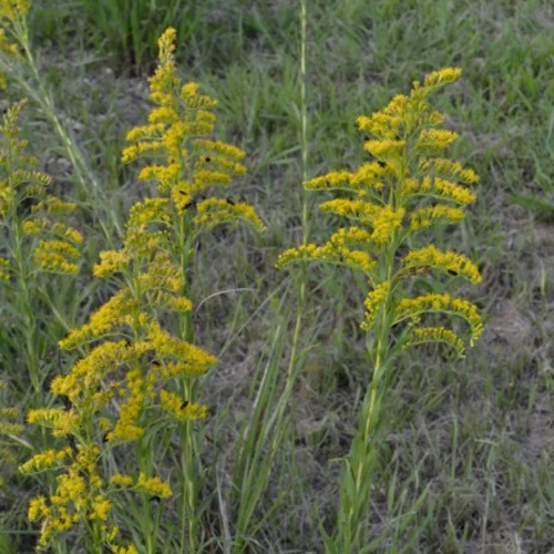 433-1.webp SOLIDAGO CHILENSIS - Imagen 1