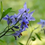 SOLANUM AMYGDALIFOLIUM