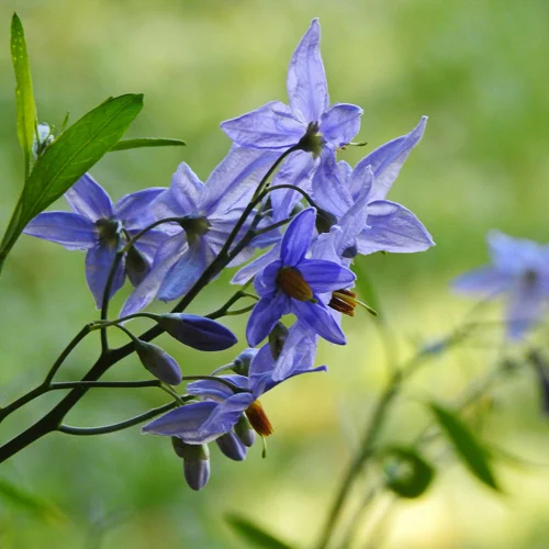 434-1.webp SOLANUM AMYGDALIFOLIUM - Imagen 1