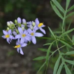 SOLANUM ANGUSTIFIDUM