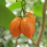 SOLANUM BETACEUM