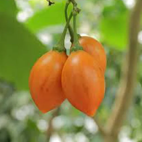 436-1.webp SOLANUM BETACEUM - Imagen 1