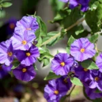 SOLANUM RANTONETTI