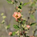 SPHAERALCEA BONARIENSIS