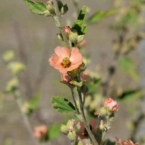 439-1.webp SPHAERALCEA BONARIENSIS - Imagen 1