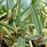 STENOTAPHRUM SECUNDATUM VARIEGATA