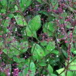 TALINUM PANICULATUM