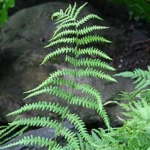 TELIPTERIS SP