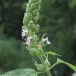 TEUCRIUM VESICARIUM