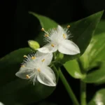 TRADESCANTIA FLUMINESIS