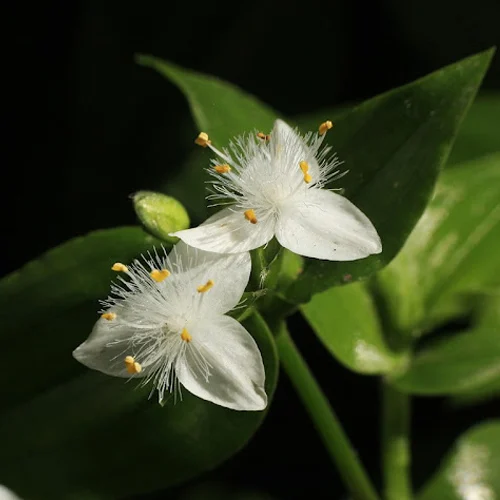 445-1.webp TRADESCANTIA FLUMINESIS - Imagen 1
