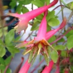 TROPAEOLUM PENTAPHYLLUM