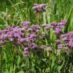 UROLEPSIS HECANTATA