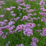 VERBENA BONAERENSIS