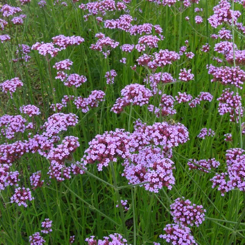 449-1.webp VERBENA BONAERENSIS - Imagen 1