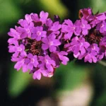VERBENA RIGIDA