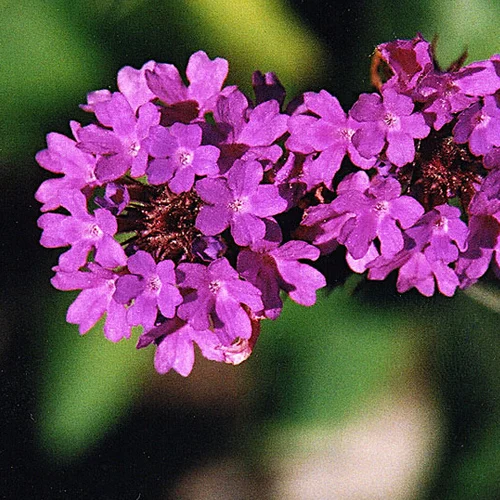 450-1.webp VERBENA RIGIDA - Imagen 1