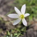 ZEPHYRANTHES CANDIDA