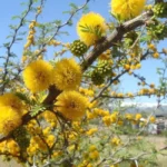 ACACIA CAVEN