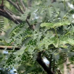 ALBIZZIA INUNDATTA