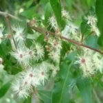 BLEPHAROCALIX SALICIFOLIUS