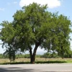 CELTIS EHRENBERGIANA