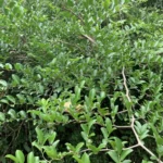 CELTIS IGUANAEA