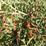 CITHAREXYLUM MONTEVIDENSIS