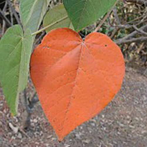 459-1.webp CROTON URUCANA - Imagen 1