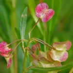 DODONEA VISCOSA