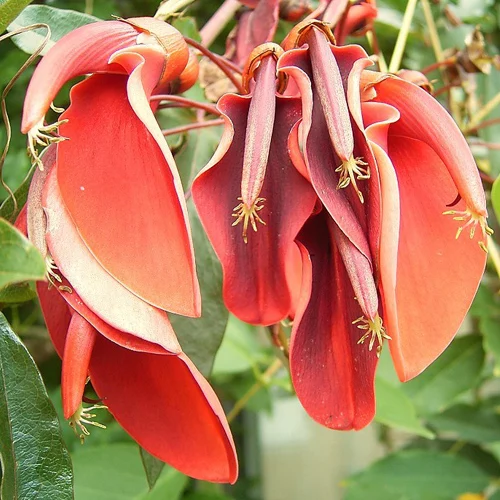 462-1.webp ERYTHRINA CRISTA-GALLI - Imagen 1
