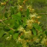 EUGENIA CISPLATENSIS