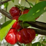EUGENIA UNIFLORA