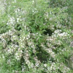 EUGENIA URUGUAYENSIS