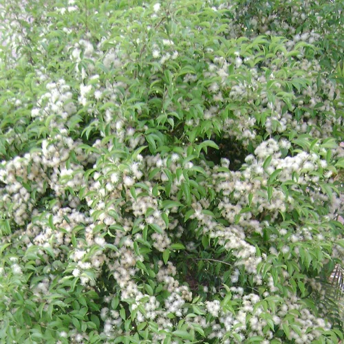 466-1.webp EUGENIA URUGUAYENSIS - Imagen 1