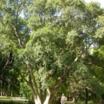 FICUS LUSCHNATHIANA