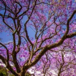 JACARANDA