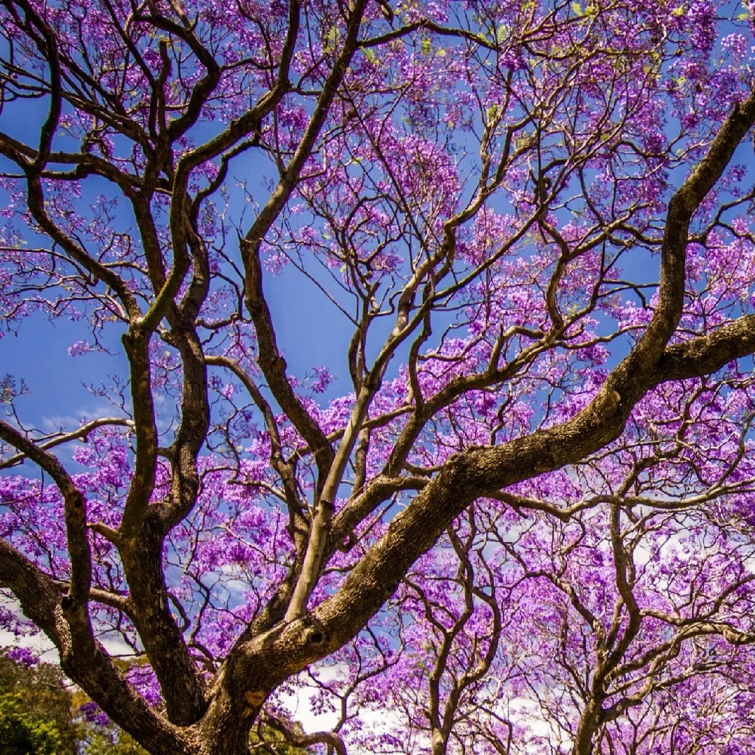 471-1.webp JACARANDA - Imagen 1