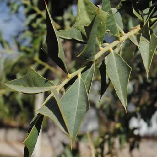 472-1.webp JODINA RHOMBIFOLIA - Imagen 1