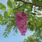 LONCHOCARPUS NITIDUS