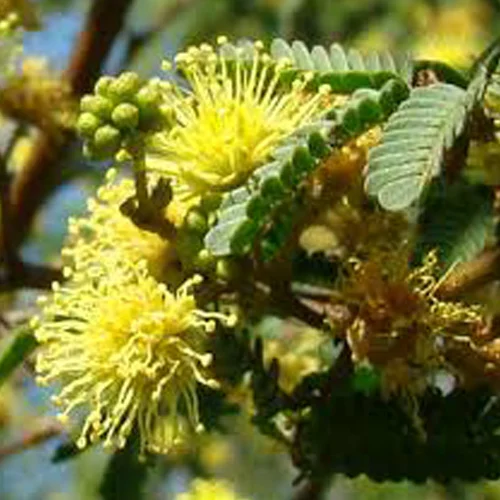 475-1.webp MIMOSA BONPLANDII - Imagen 1