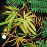 MIMOSA PIGRA