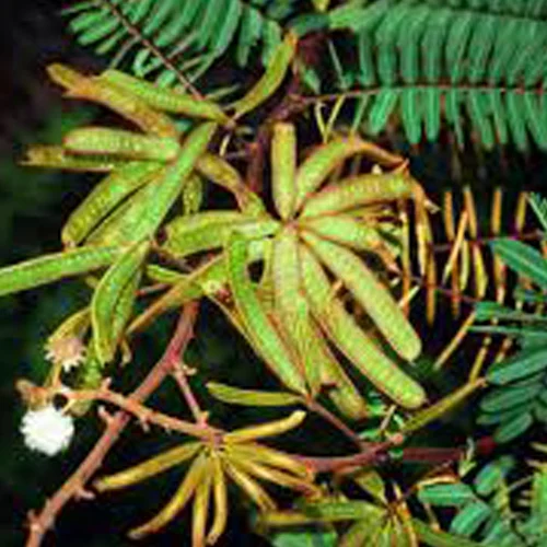 476-1.webp MIMOSA PIGRA - Imagen 1