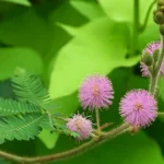 MIMOSA URUGÛENSIS