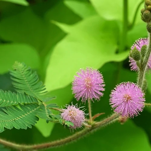 477-1.webp MIMOSA URUGÛENSIS - Imagen 1