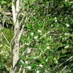 MYRCEUGENIA GLAUCESCENS