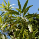 NECTANDRA SALICIFOLIA